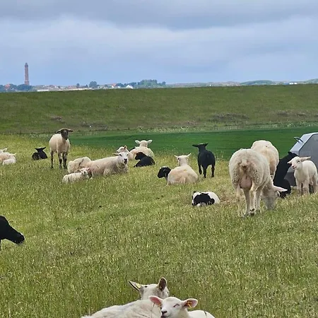 Komfortferienhaus Deichzauber Norddeich Ferienhaus